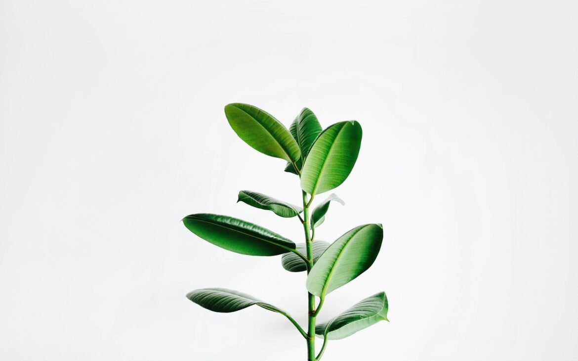 A green leaf plant.