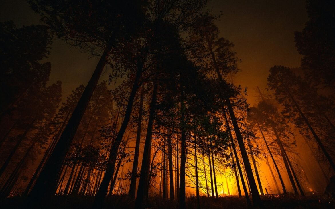 A forest lit with fire.